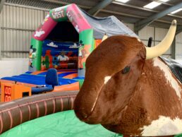 Rodeo Bull Hire, Rodeo Bull Hire North Wales, Rodeo Bull Hire Chester